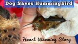 Hummingbird Comes Back to LIFE with Love & Care, Yorkie Saves Tiny Bird Covered in Oil, HUMMINGBIRDS