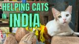 India has millions of street animals. Here's how cat lovers in Mumbai are helping!