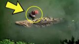 Man Rescues A Dying Crocodile And The Pair Go Against All Odds To Prove Something Worthwhile