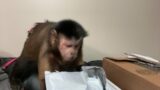 MonkeyBooCrew Mail Time LIVE!