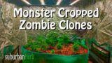 Monster cropped Zombie clones! Multi-plant grow under the new ks3000 from Viparspectra.