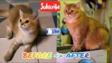 My Golden British Shorthair NY25 Growing Up / 1.5 Year In 9 Minutes