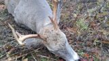 New Hunter Drops Buck in His Tracks! Plus Pa Muzzleloader Doe 2022