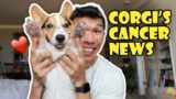 News on My Corgi's Cancer || Life After College: Ep. 746