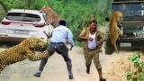 OMG! Maasai Tribe Clever To Use This Method To Attack Leopard To Save Antelope – Lion vs Cheetah