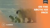 On the Arctic Ice Pack | Mutual of Omaha's Wild Kingdom