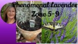 Planting a Phenomenal Lavender in a Terracotta Pot