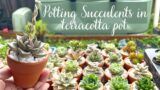 Potting Succulents in Terracotta Pots