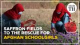 Saffron fields to the rescue for Afghan schoolgirls| The Hindu