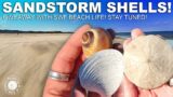 Sandstorm Shelling | SWF Giveaway | CRAZY SHELL FINDS | Virtual Shelling | Plum Island Sea Cabin MA