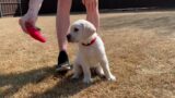 Schroeder the Lab Puppy Takes His Temperament Test!