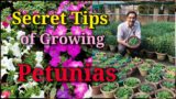 Secret Tips of Growing Petunia Flowers at Home