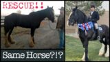 Shire Horse RESCUE! Apollo The Shire Unbelievable Transformation!!