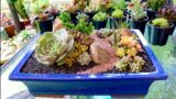 Succulent Arrangement in Glazed Terracotta Pot