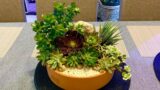 Succulent Arrangement in Terracotta Bowl