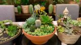 Succulent Arrangement in Terracotta Bowl Pot