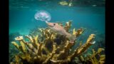 THE REMARKABLE REEFS OF CUBA