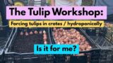 The Tulip Workshop: Is it for you? Forcing Tulips in Crates/Hydroponically