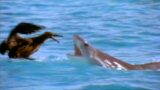 Tiger Shark: The Ocean Scavengers | Wildlife Documentary