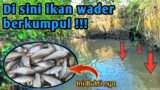 Trik Dan Cara Mencari Sarang Ikan Wader Di Selokan Sawah | Begini Ciri ciri nya !!! (micro fishing)