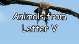 V Letter Animals