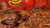 VENOMOUS PYGMY RATTLESNAKE KNOCKS MOUSE OUT INSTANTLY MUST SEE!