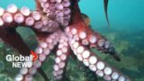 "Unbelievable" octopus encounter in BC caught in stunning video