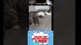 troublemaker cats #shorts #cat #viral