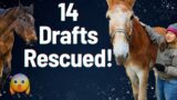 14 Drafts Saved – Horse Shelter Heroes S3E40