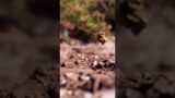 A filming team monitored a female hornet. She moved her dead husband to his grave. After she…