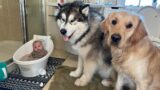 Adorable Dogs Supervise Newborn Baby In The Bath! They're So Confused!!