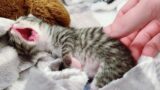 Against All Odds: The Inspiring Story of a 2-Day-Old Kitten's Rescue