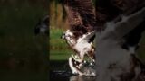 An Osprey Hunting Fish – Spectacular hunt with super slow motion – Scotland Highland #shorts