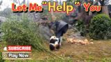 Are Panda Babies Qualified Helpers Or Mischievous Troublemakers? | iPanda