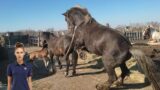 Athletic Spanish Horse Breeding Farm | Purebred Spanish Horses