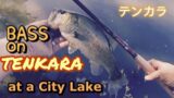 Bass on Tenkara at a City Lake