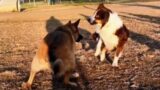 Belgian Malinois Shepherd Turns Grinch & Christmas Cheer At Dog Park