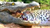 Breathtaking Dramatic! Unlucky Cheetah Got Caught In The Crocodile's sharp teeth & Unexpected Happen