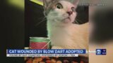 Cat attacked with blow dart finds new home