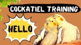 Cockatiel Talking Hello Training, How to teach your cockatiel to talk