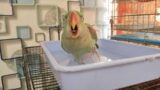 Cockatiels and Alexander parrot long videos live @BirbWorld #longvideo Hello #ParrotWorldChannel