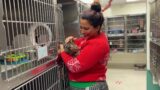 County Animal Shelter pushes cat adoptions by including price flexibility