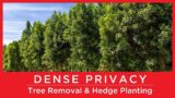 DENSE PRIVACY! Moon Valley Nurseries To The Rescue!