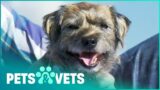 Dr. Scott Saves A Dog's Life | Vet On The Hill Full Episodes 6-10 | Pets & Vets
