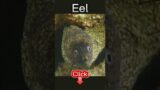 Eel #eel #shorts #learn&play