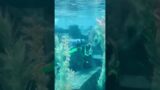 Finding Nemo Submarine Voyage in Disneyland