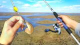 Fishing w/ MUD MINNOWS for Saltwater Swamp BEASTS