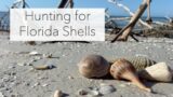 Florida Shell Tour at Low Tide. 3 Islands – One Awesome Tour Finding Shells