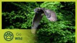 Germany’s Wild Amazon – Go Wild