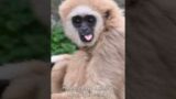Gibbon in the rescue zoo #shorts